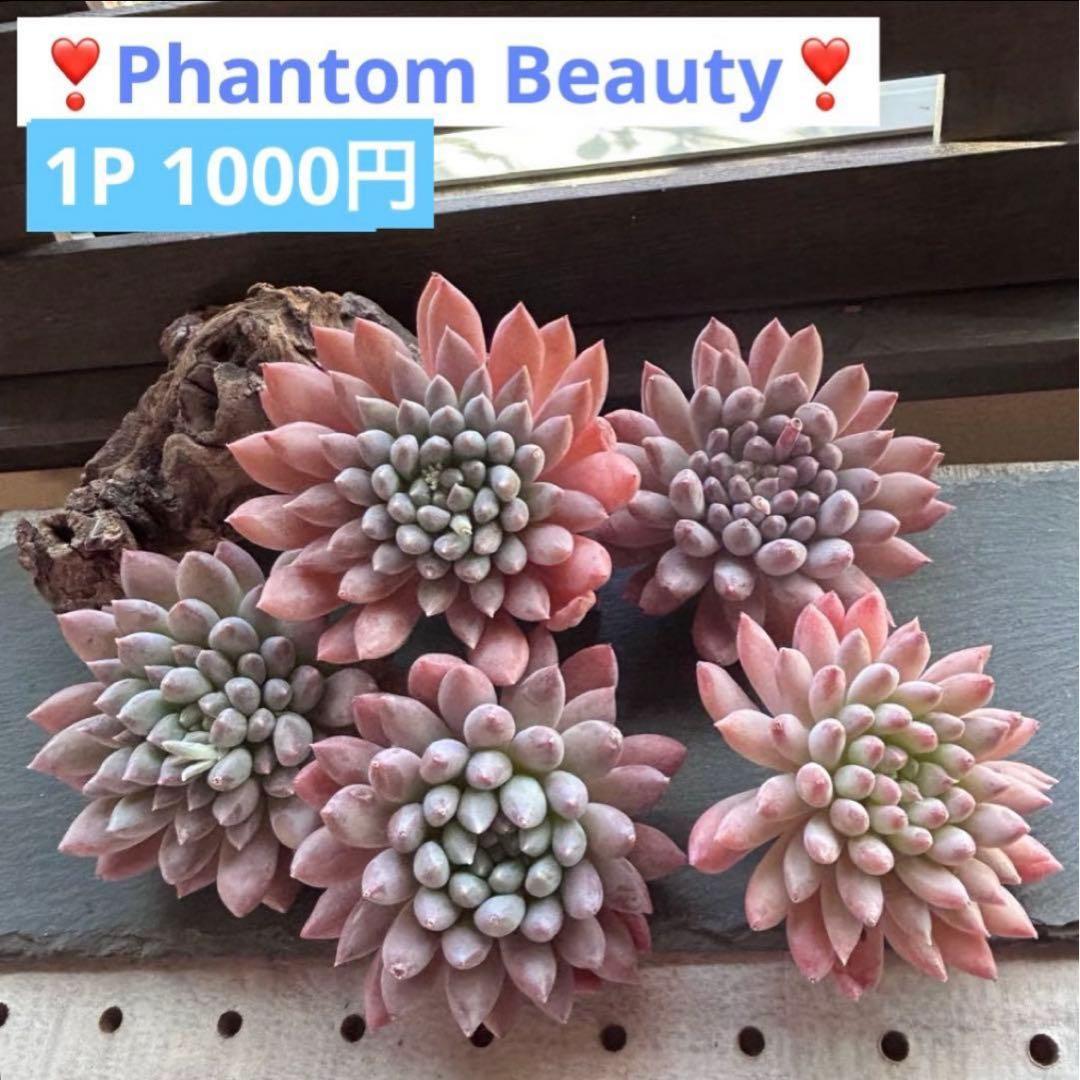 ❣️ ヨシヒロ❣️エケベリア 寄せ植え 多肉植物