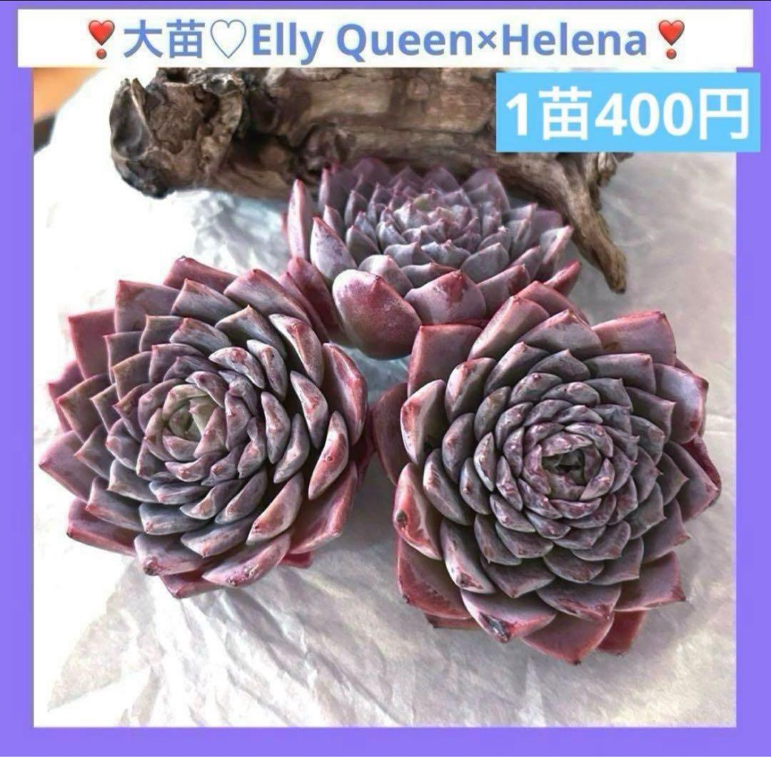 ❣️ ヨシヒロ❣️エケベリア 寄せ植え 多肉植物