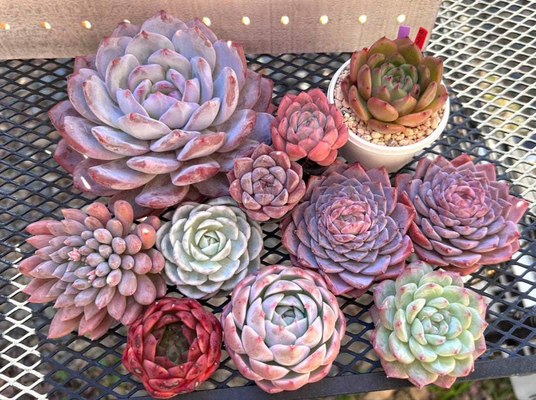 ❣️ ヨシヒロ❣️エケベリア 寄せ植え 多肉植物