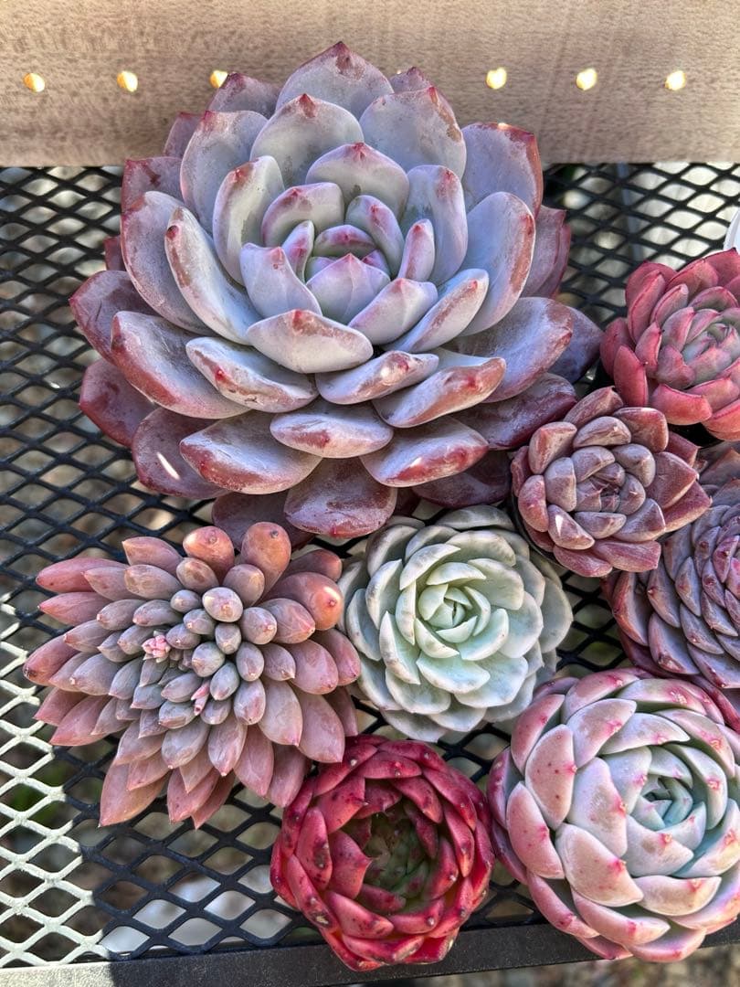 ❣️ ヨシヒロ❣️エケベリア 寄せ植え 多肉植物