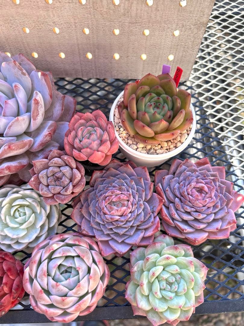 ❣️ ヨシヒロ❣️エケベリア 寄せ植え 多肉植物