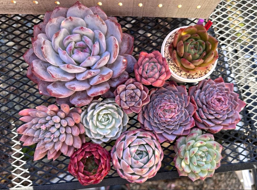 ❣️ ヨシヒロ❣️エケベリア 寄せ植え 多肉植物