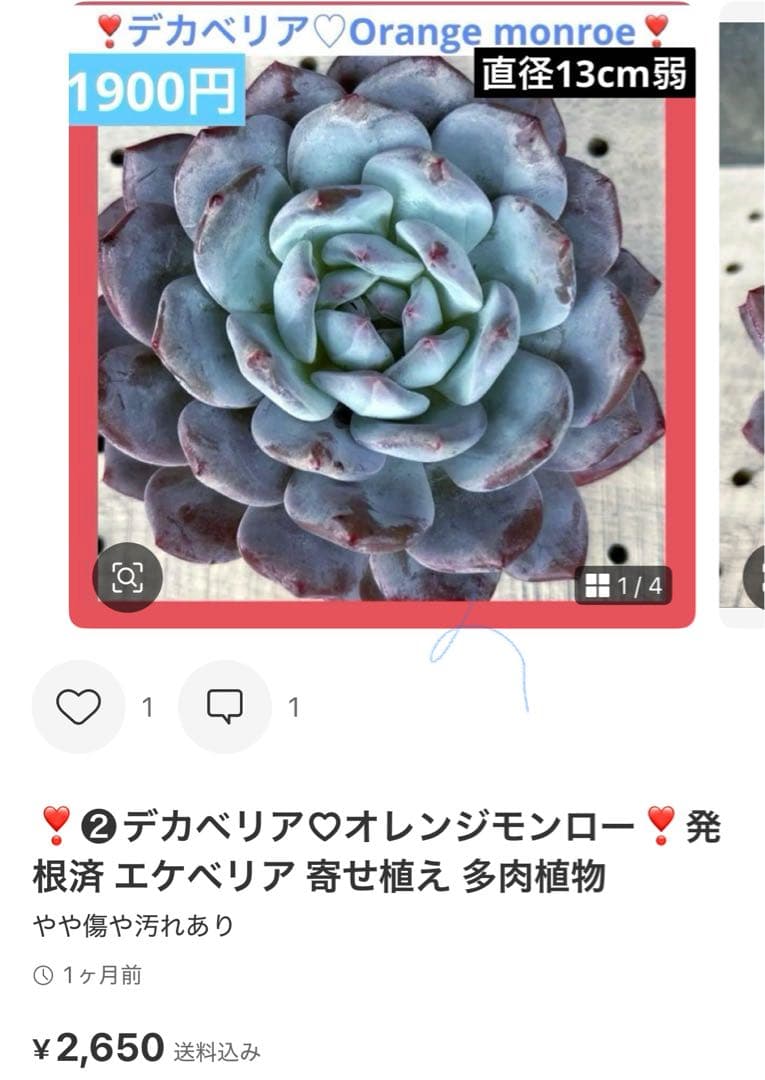 ❣️ ヨシヒロ❣️エケベリア 寄せ植え 多肉植物