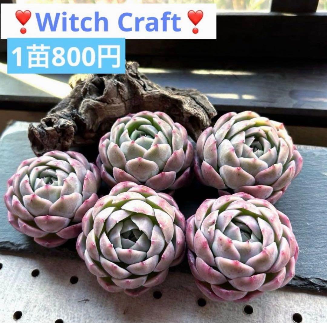 ❣️ ヨシヒロ❣️エケベリア 寄せ植え 多肉植物