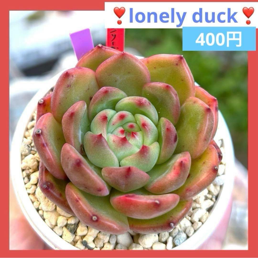 ❣️ ヨシヒロ❣️エケベリア 寄せ植え 多肉植物