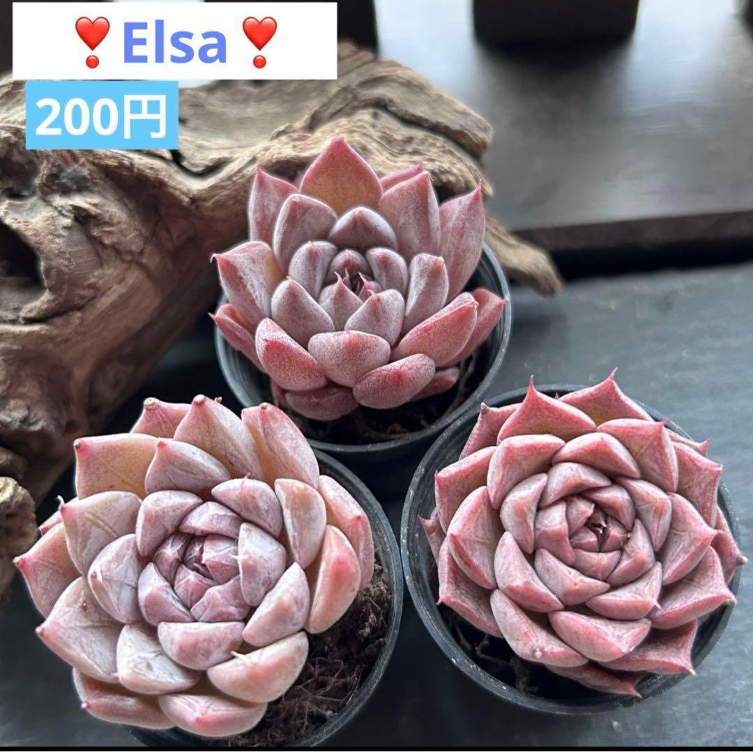 ❣️ ヨシヒロ❣️エケベリア 寄せ植え 多肉植物