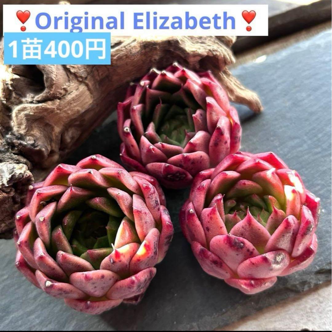 ❣️ ヨシヒロ❣️エケベリア 寄せ植え 多肉植物