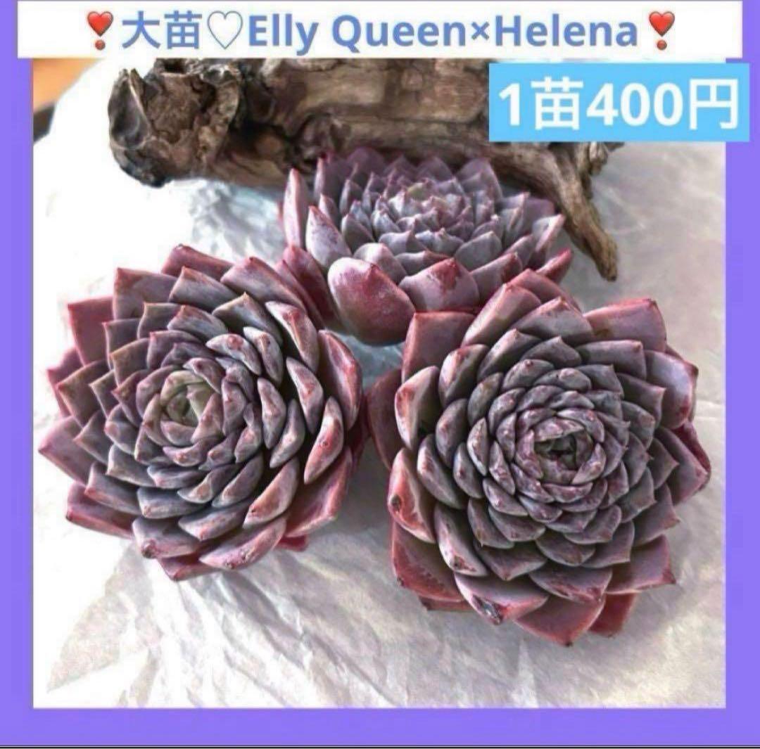 ❣️ ヨシヒロ❣️エケベリア 寄せ植え 多肉植物