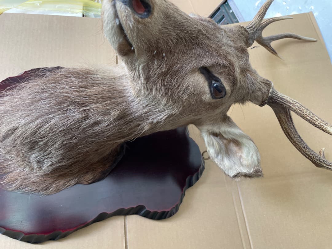 壁掛け　鹿