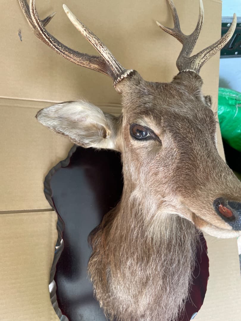 壁掛け　鹿