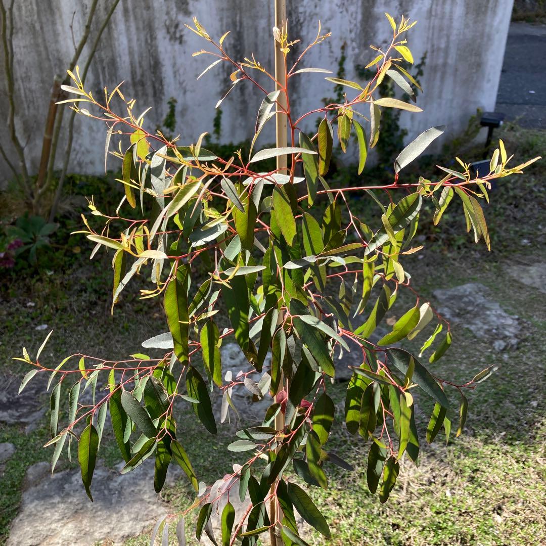 【SPRING SALE】Bユーカリ・プンクタータ　フクロモモンガ♡