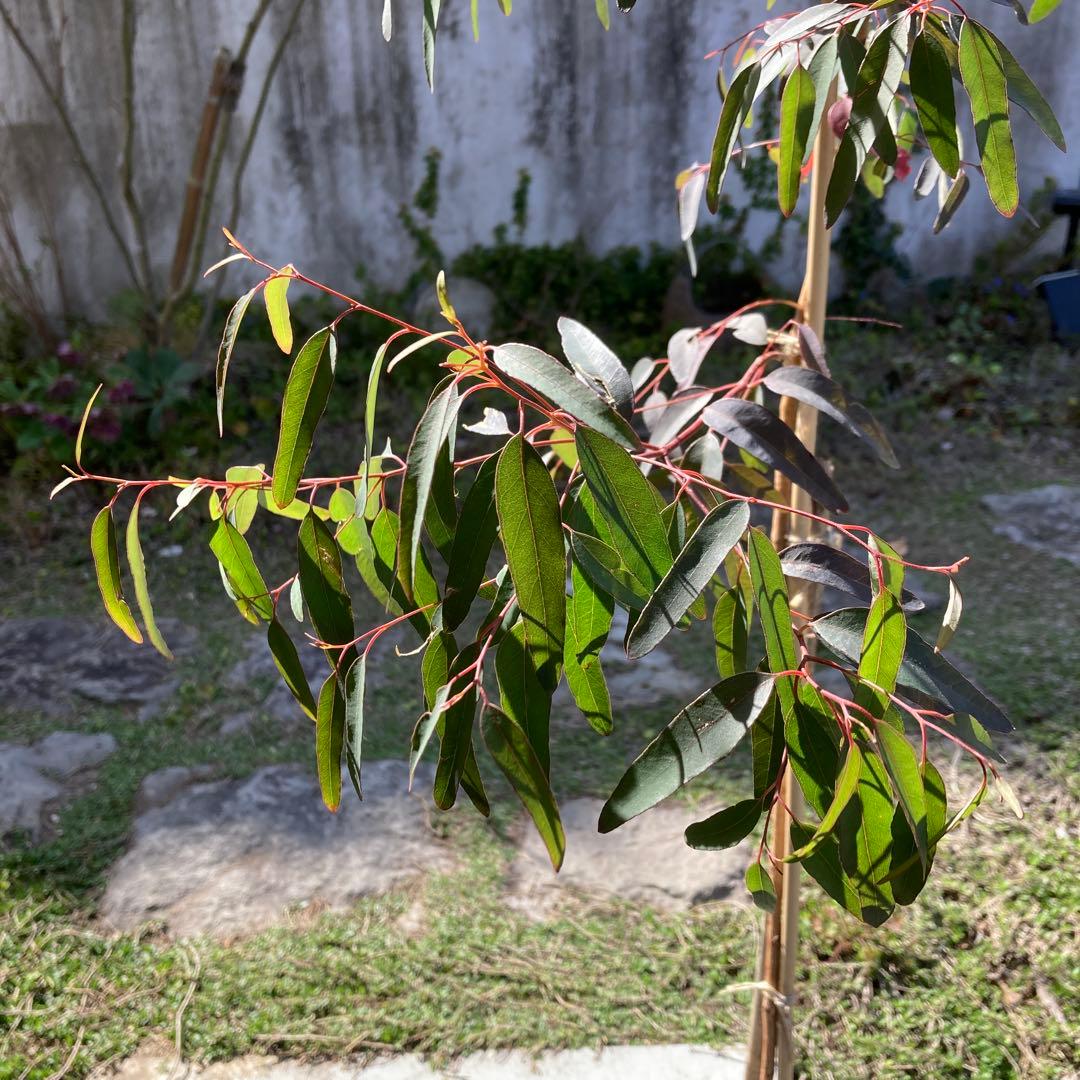 【SPRING SALE】Bユーカリ・プンクタータ　フクロモモンガ♡