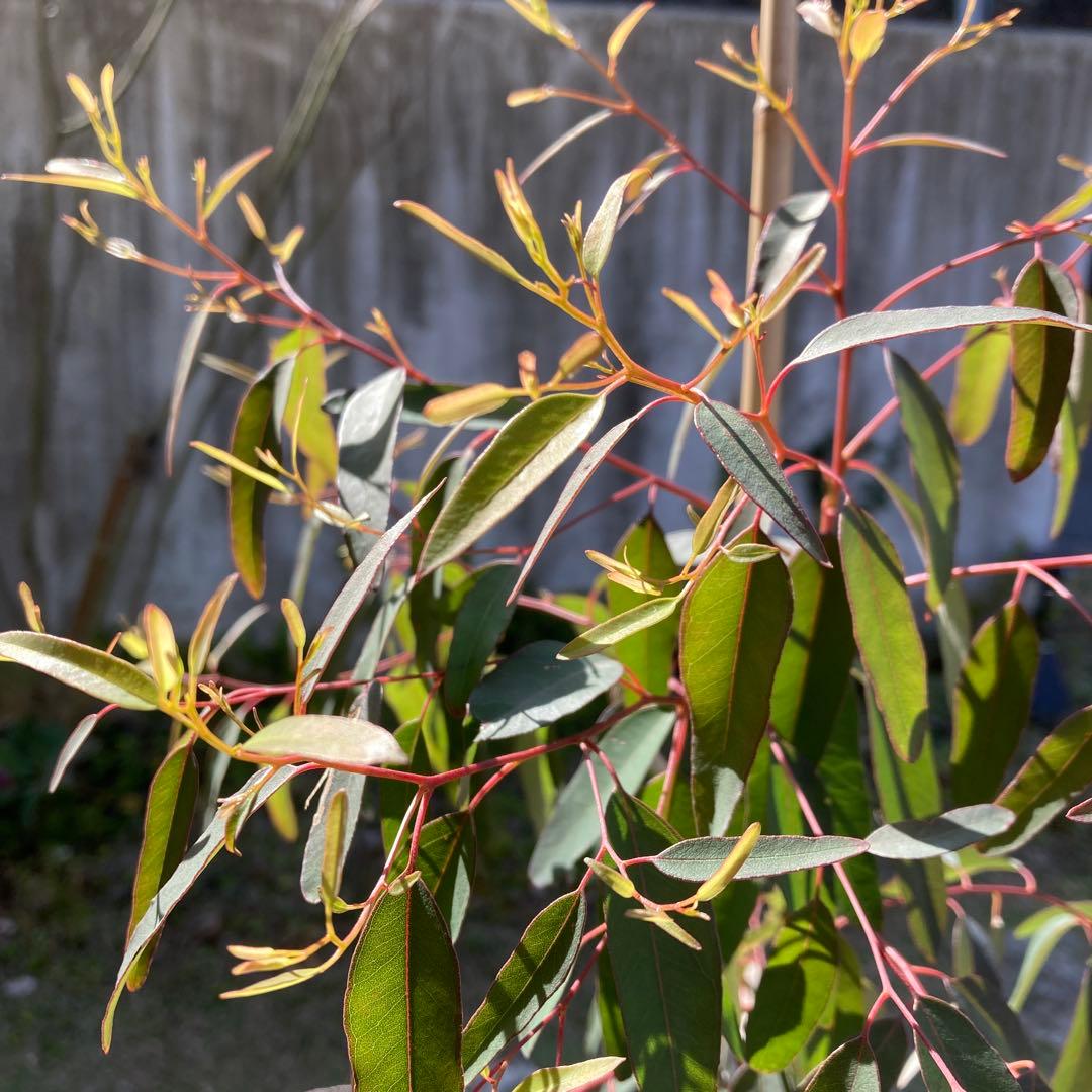 【SPRING SALE】Bユーカリ・プンクタータ　フクロモモンガ♡