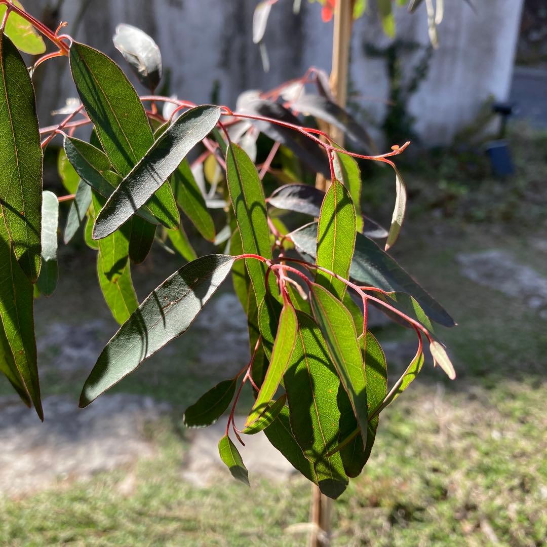 【SPRING SALE】Bユーカリ・プンクタータ　フクロモモンガ♡