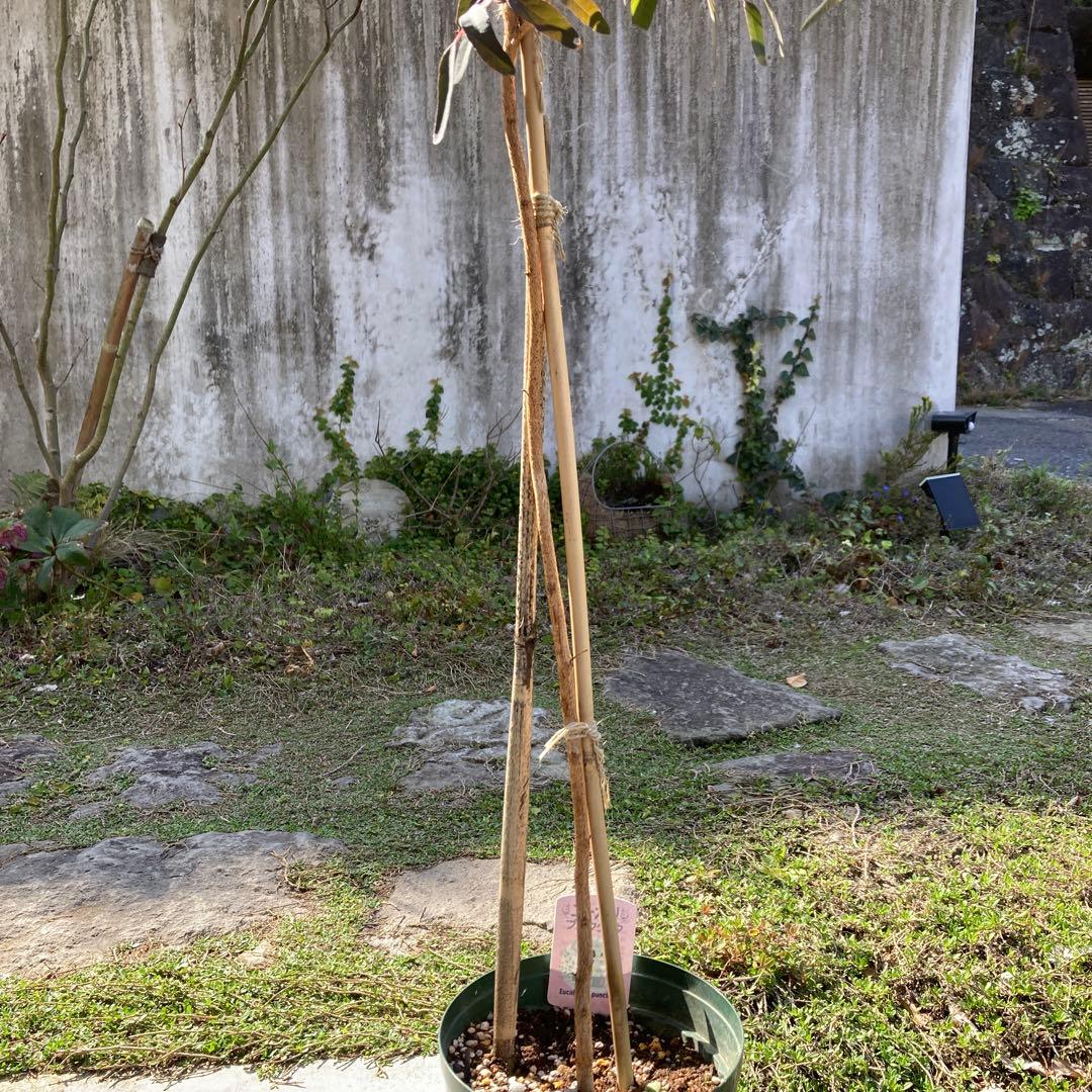 【SPRING SALE】Bユーカリ・プンクタータ　フクロモモンガ♡