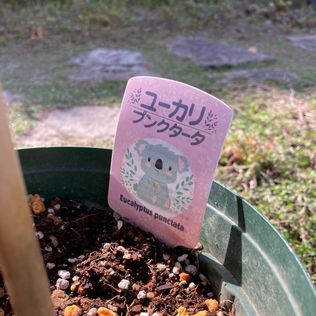 【SPRING SALE】Bユーカリ・プンクタータ　フクロモモンガ♡