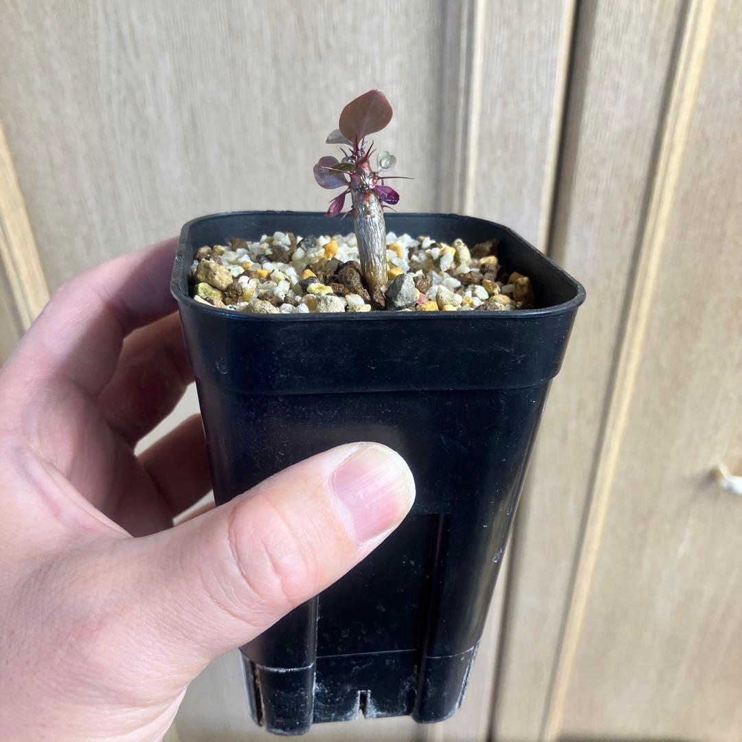 フォークイエリア　ファシクラータ　実生　　塊根植物　コーデックス　サボテン