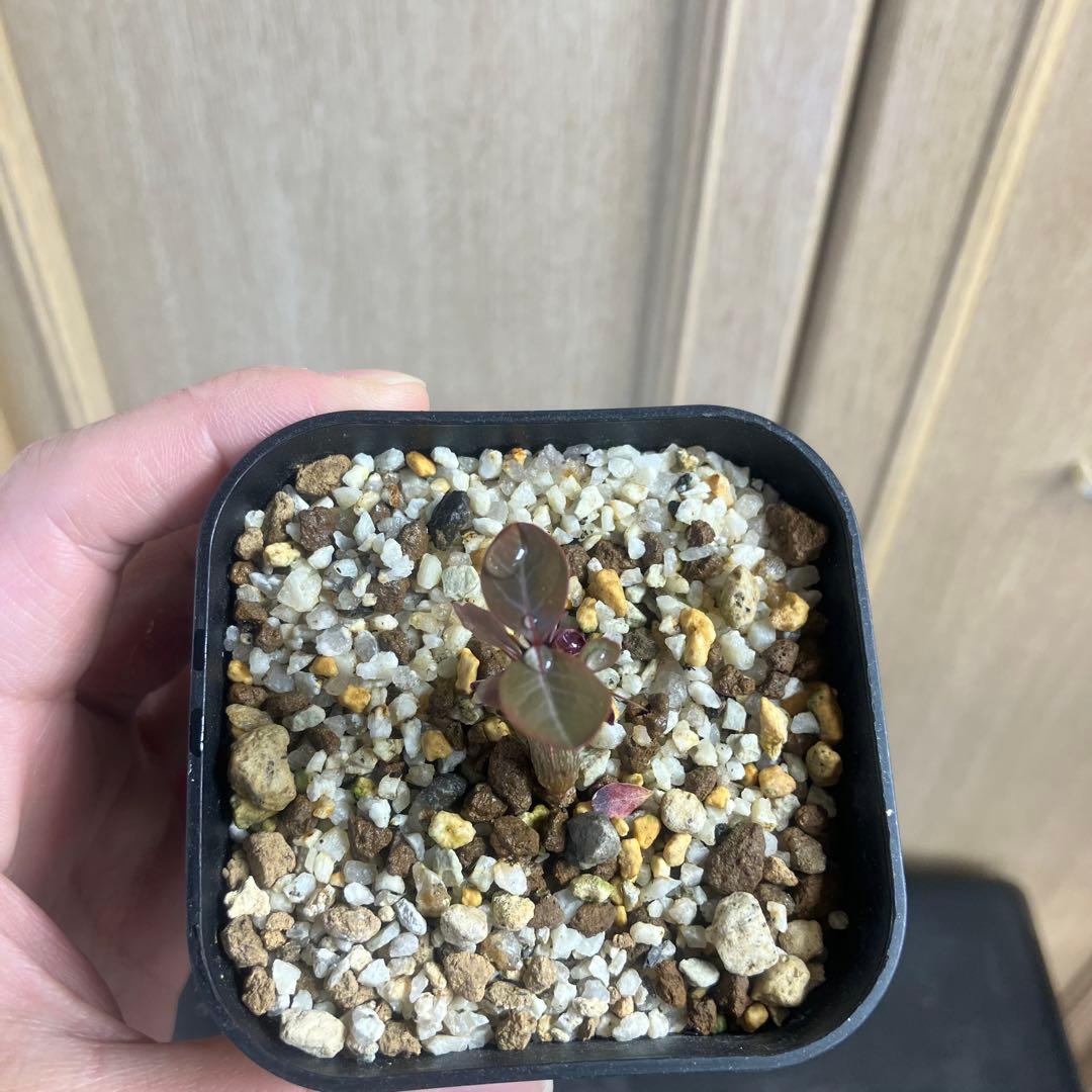 フォークイエリア　ファシクラータ　実生　　塊根植物　コーデックス　サボテン