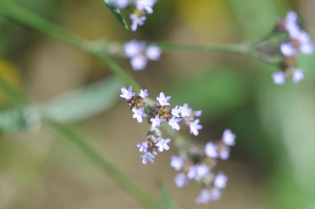 レンズ(単焦点) Nikon ai-s micro nikkor 105mm f2.8