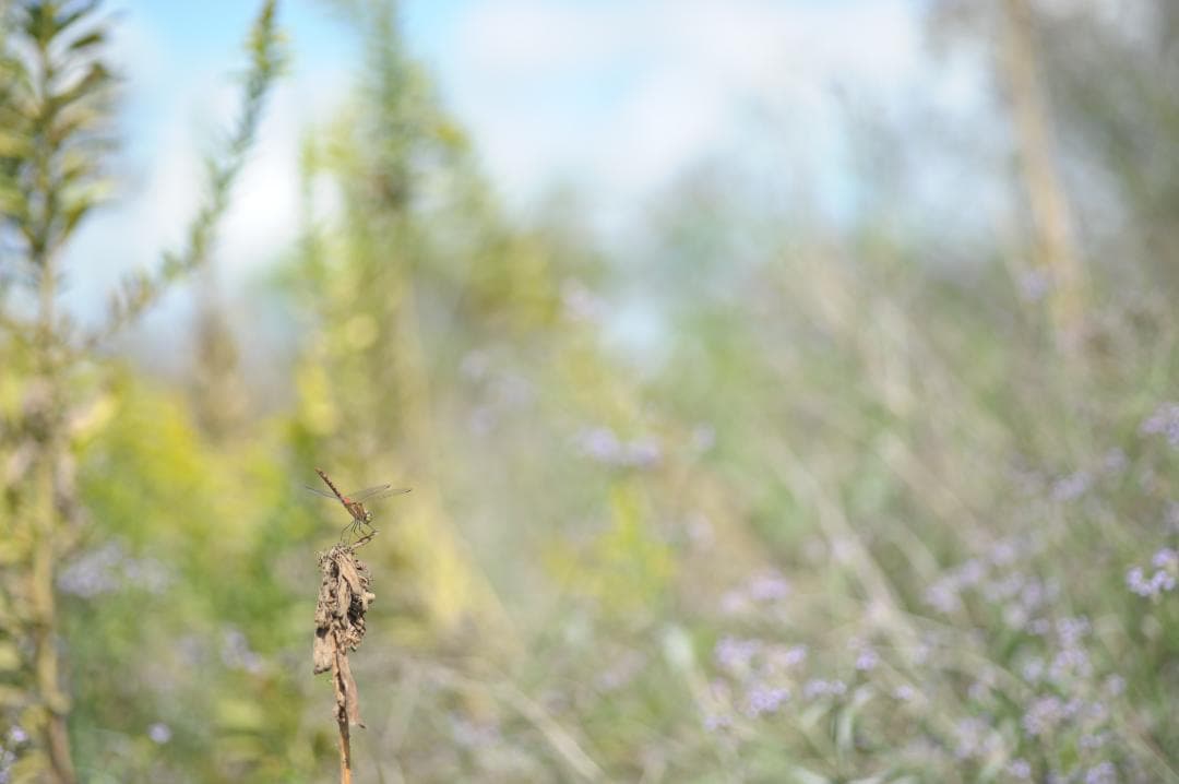 レンズ(単焦点) Nikon ai-s micro nikkor 105mm f2.8