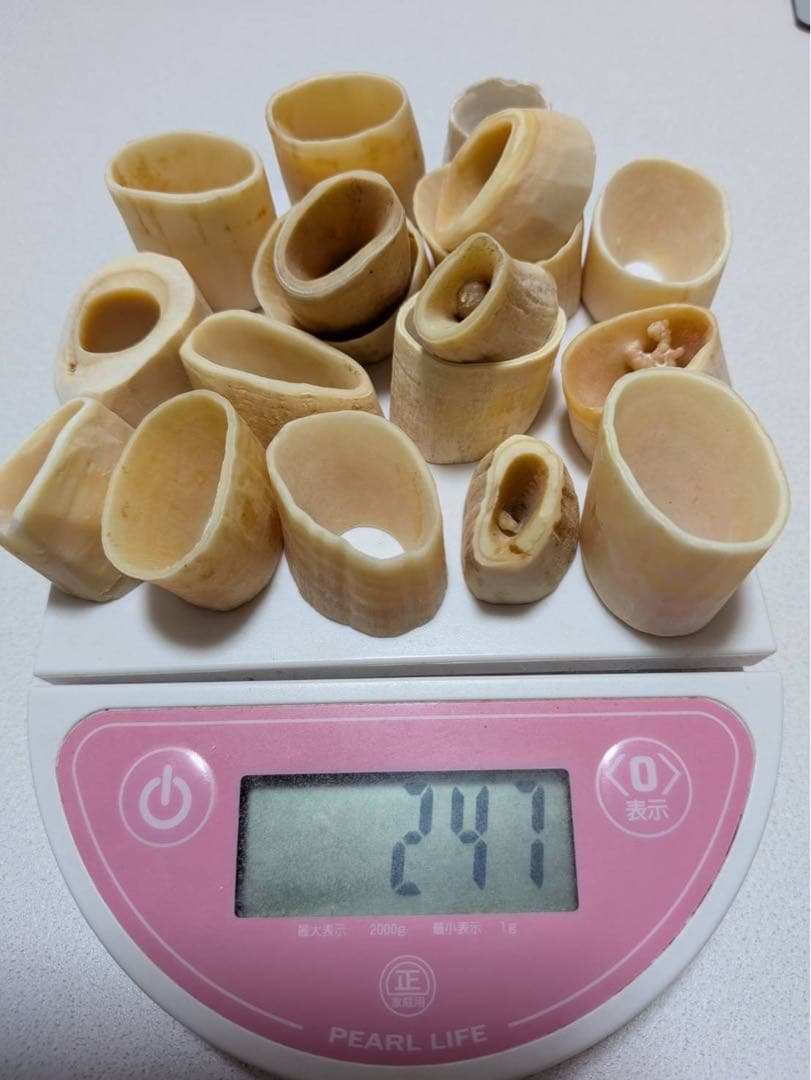 マッコウクジラ歯本物 根元小さいサイズ