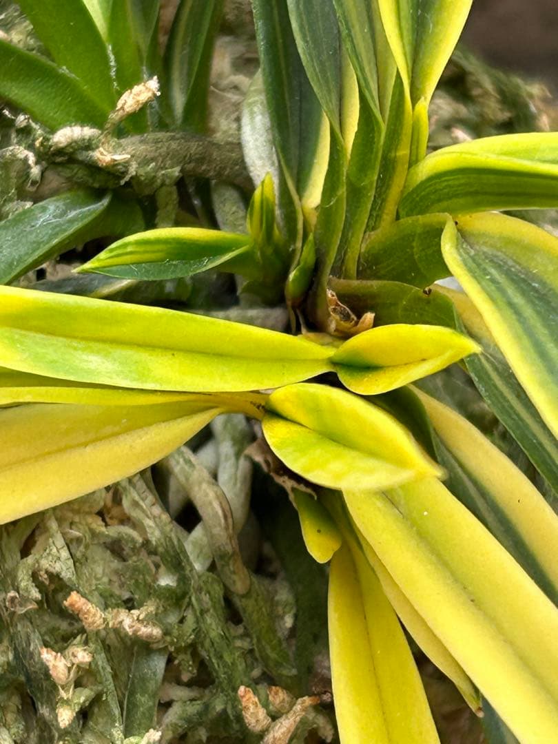 富貴蘭　金兜　株立ち　札付き