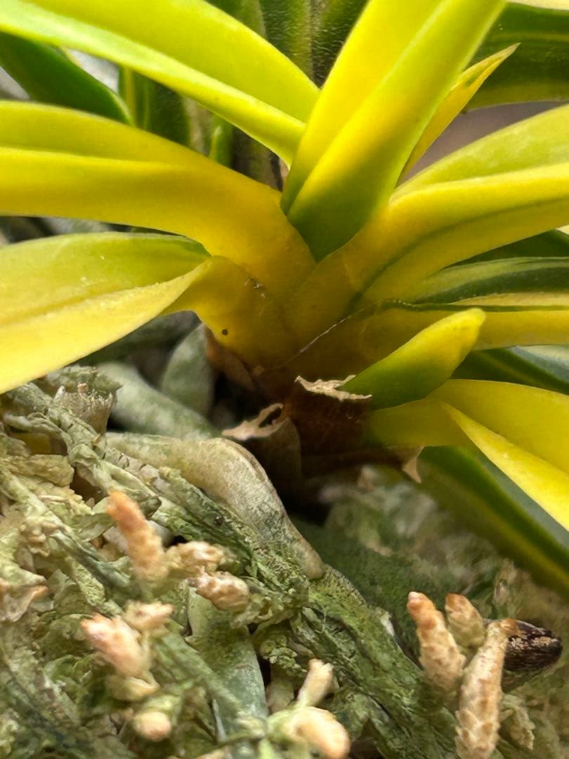 富貴蘭　金兜　株立ち　札付き