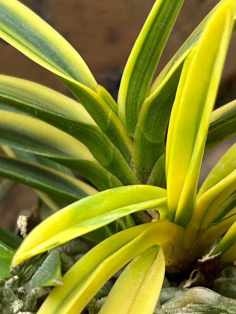 富貴蘭　金兜　株立ち　札付き