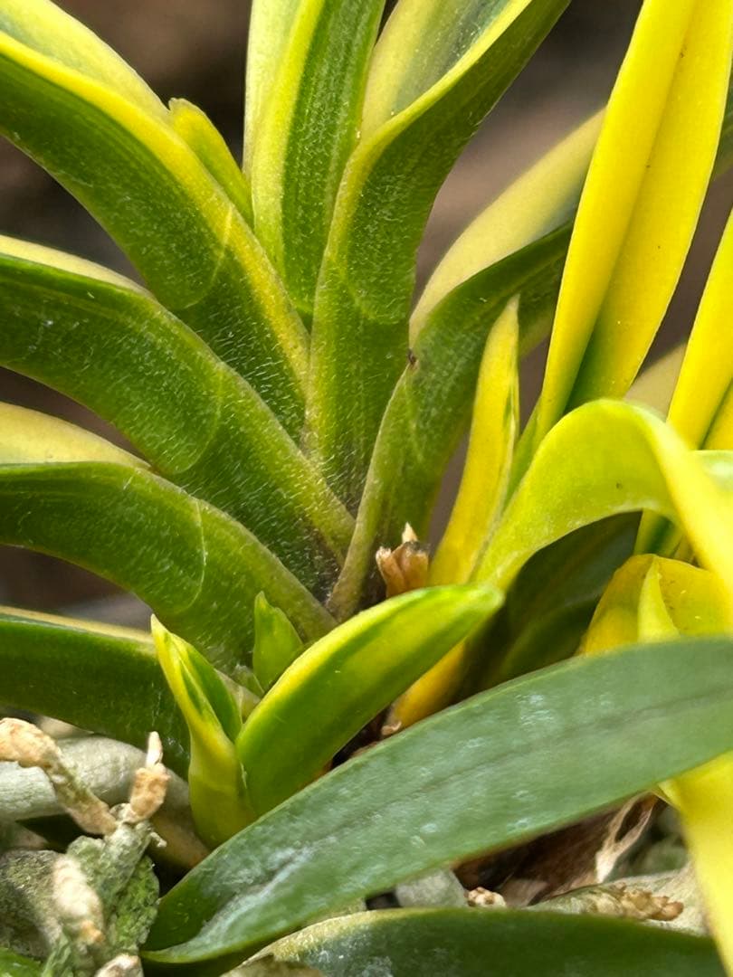 富貴蘭　金兜　株立ち　札付き