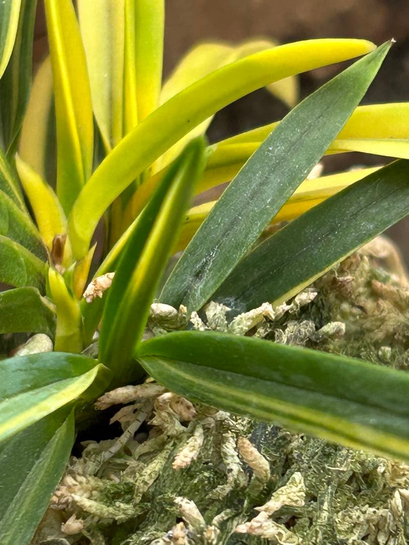 富貴蘭　金兜　株立ち　札付き