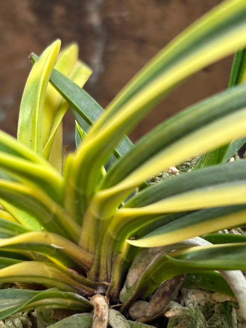 富貴蘭　金兜　株立ち　札付き