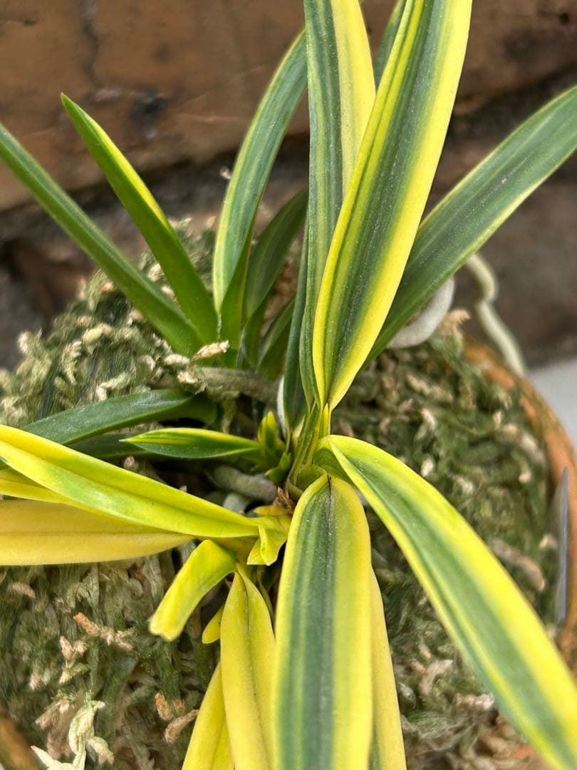 富貴蘭　金兜　株立ち　札付き