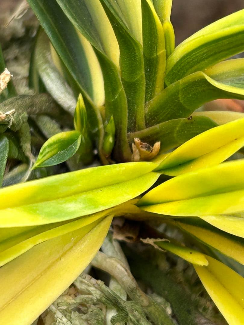 富貴蘭　金兜　株立ち　札付き