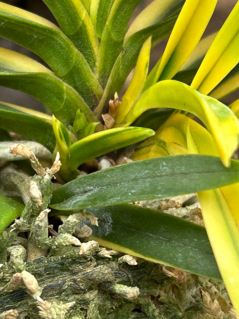 富貴蘭　金兜　株立ち　札付き