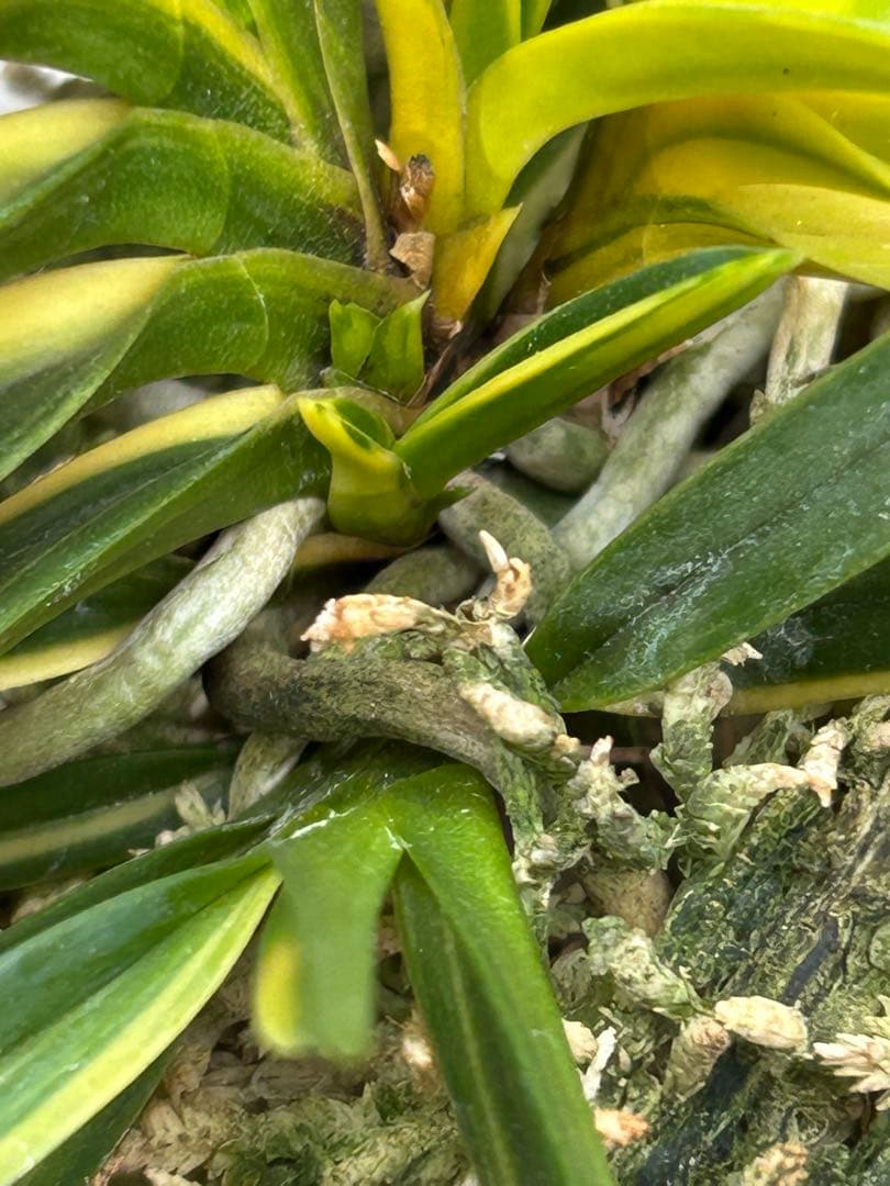 富貴蘭　金兜　株立ち　札付き