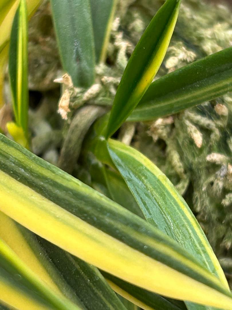 富貴蘭　金兜　株立ち　札付き