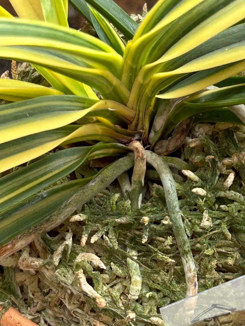 富貴蘭　金兜　株立ち　札付き