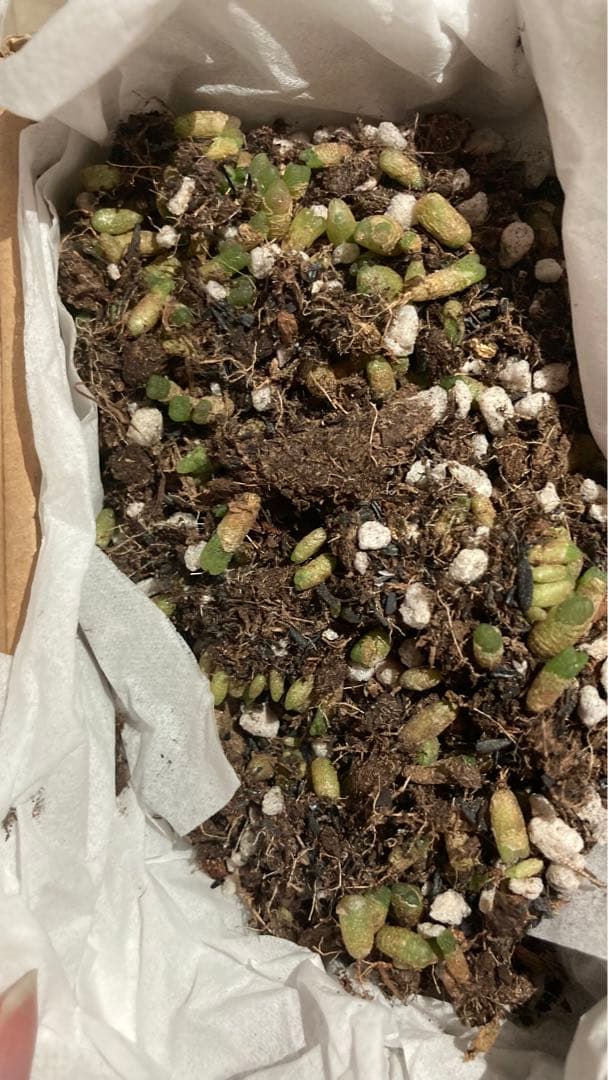 杏奈様確認用ページ