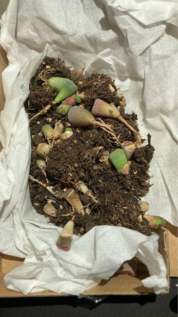 杏奈様確認用ページ