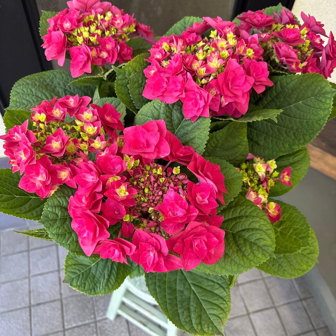 現品　福岡オリジナル紫陽花　苺月　6号　底面給水