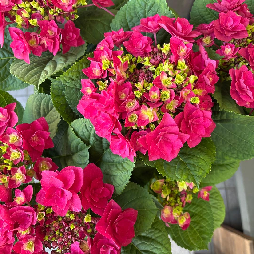 現品　福岡オリジナル紫陽花　苺月　6号　底面給水