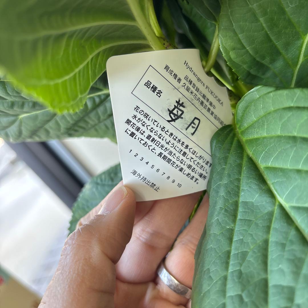 現品　福岡オリジナル紫陽花　苺月　6号　底面給水