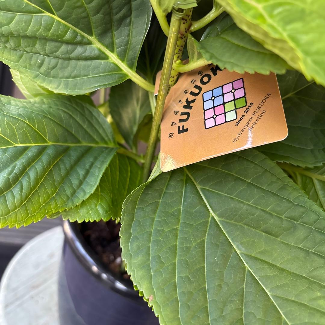 現品　福岡オリジナル紫陽花　苺月　6号　底面給水