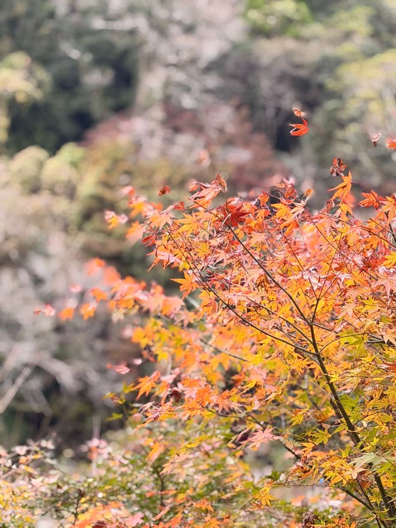 Fujifilm X-A5 シルバー