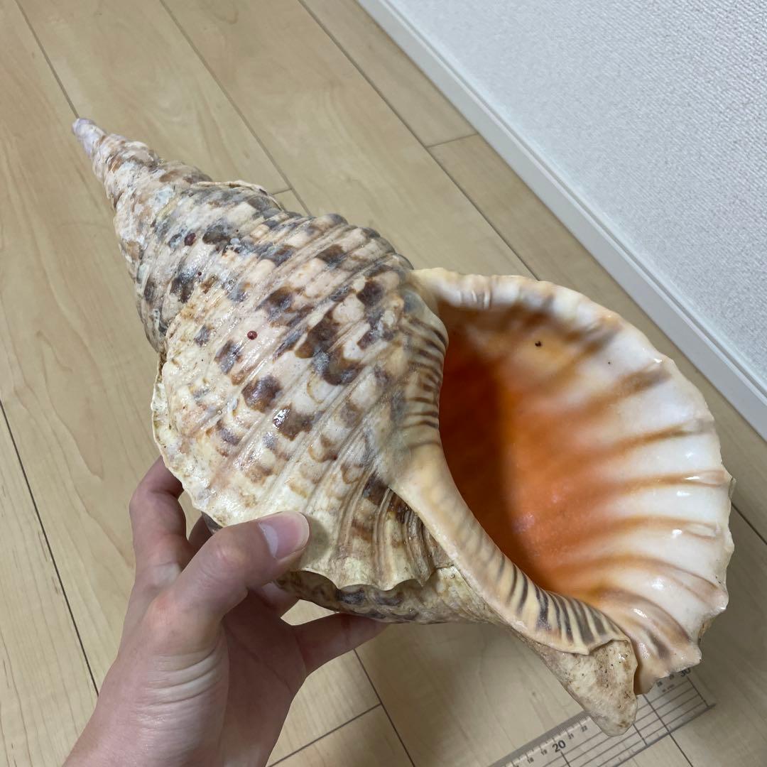 法螺貝　魔除け