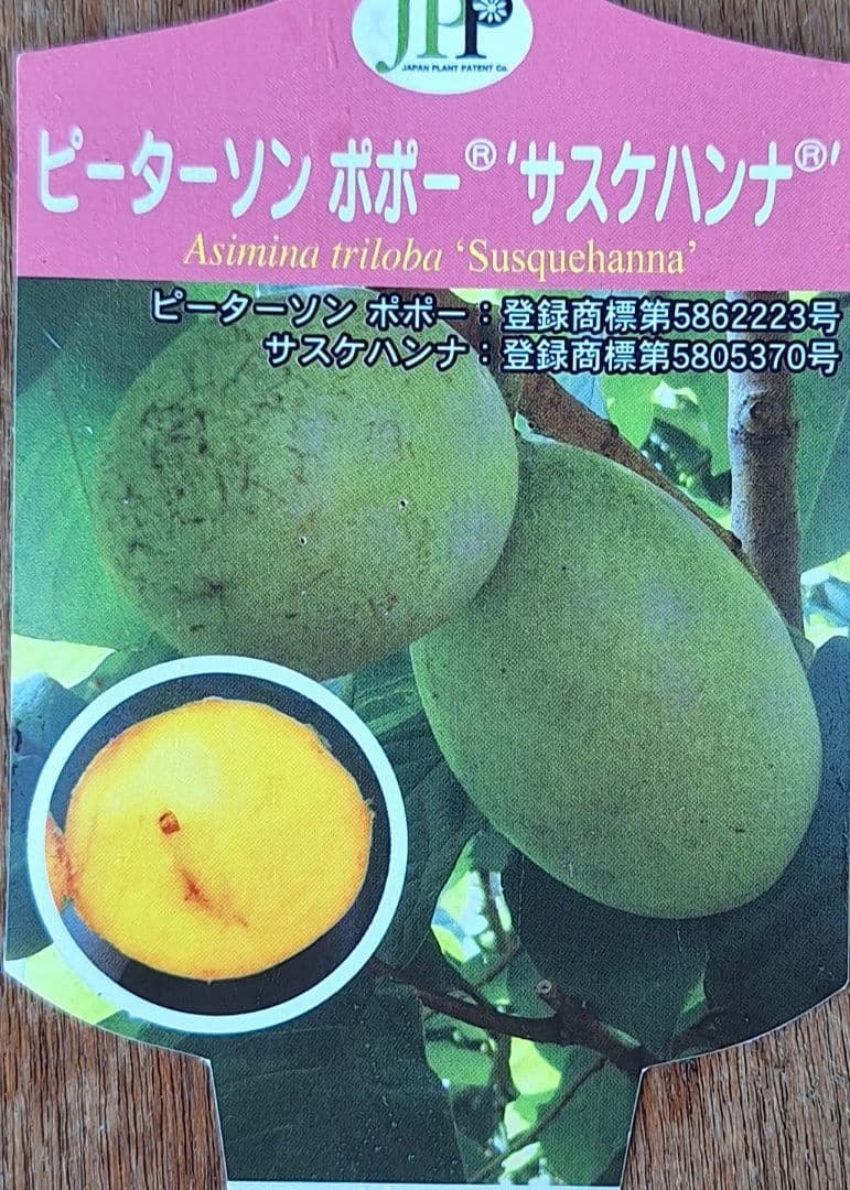 ポポー　苗木　ピーターソン【サスケハンナ】※商標登録品種