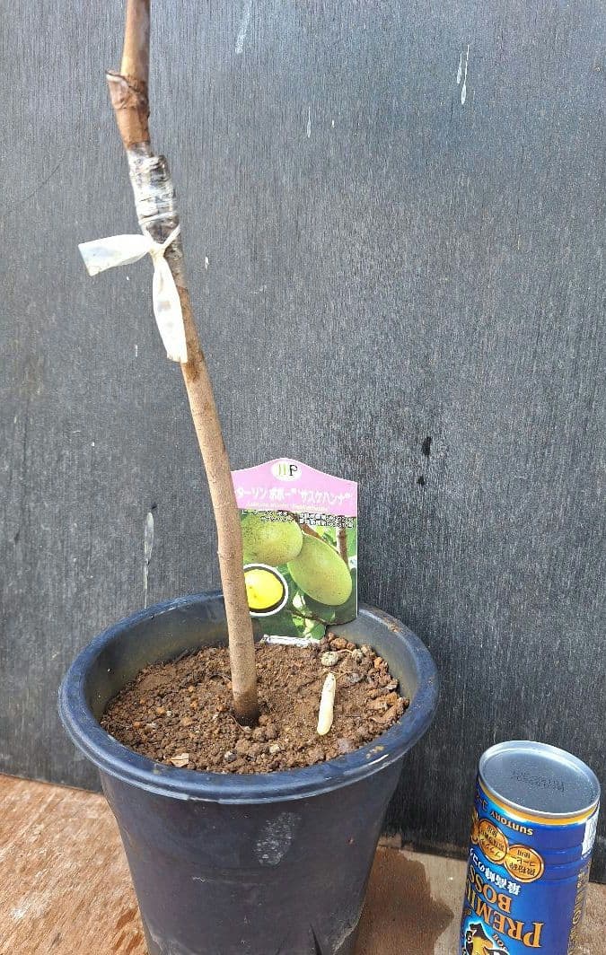 ポポー　苗木　ピーターソン【サスケハンナ】※商標登録品種