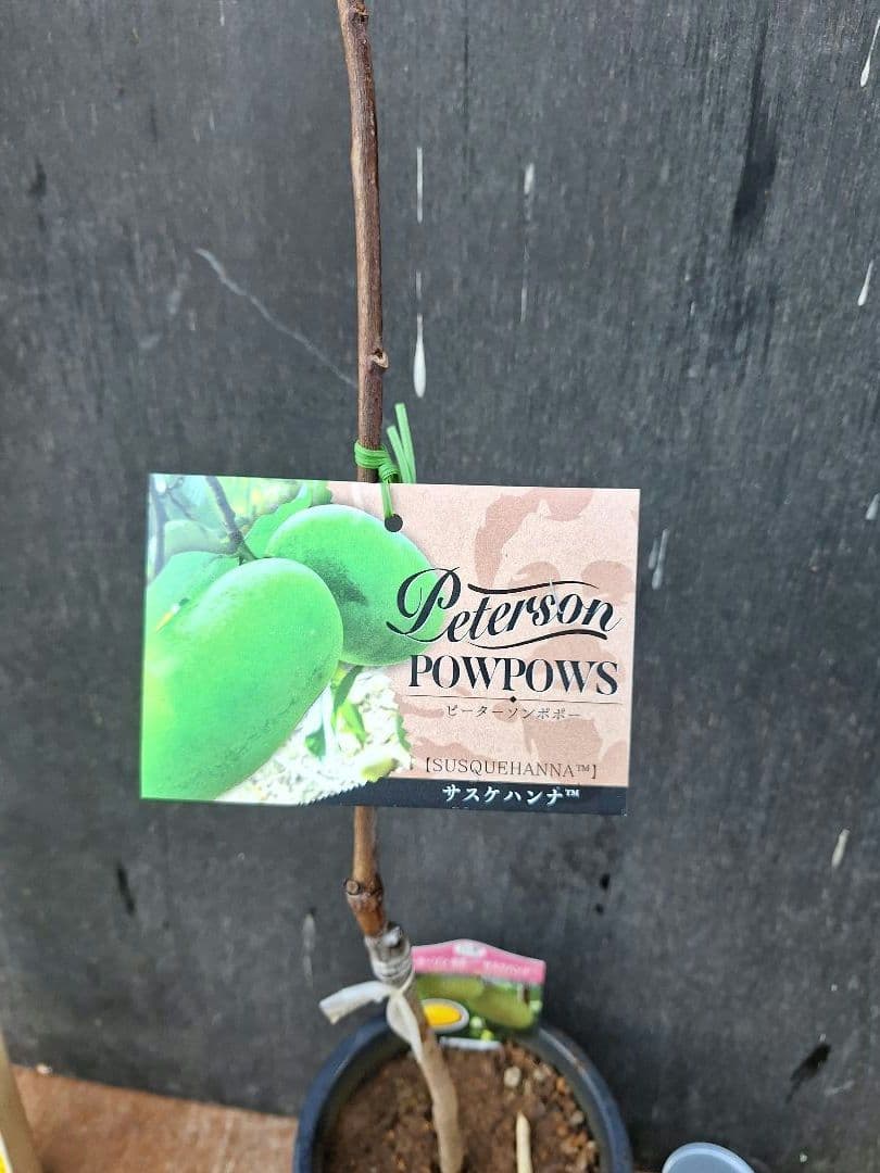 ポポー　苗木　ピーターソン【サスケハンナ】※商標登録品種