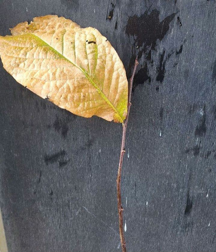 ポポー　苗木　ピーターソン【サスケハンナ】※商標登録品種