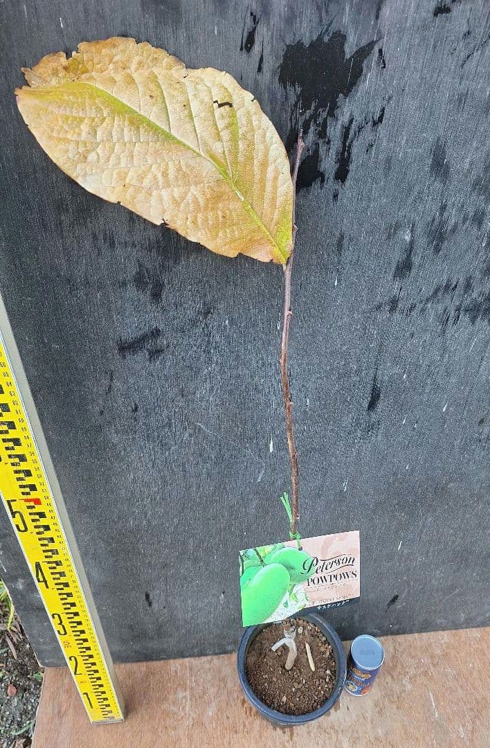 ポポー　苗木　ピーターソン【サスケハンナ】※商標登録品種